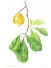 Atractocarpus fitzalanii , yellow mangosteen, a contemporary watercolor painting